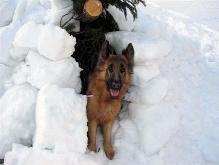 Tečaj vodnikov reševalnih psov GRZS-Vršič 2011